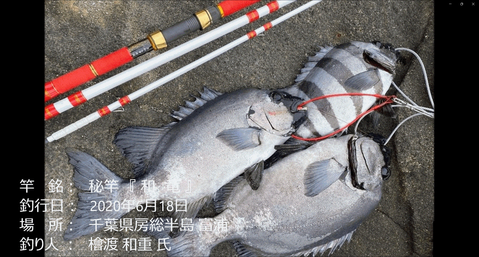 石鯛（オーダー作成） 石鯛 大物 フィッシング 石鯛（オーダー作成