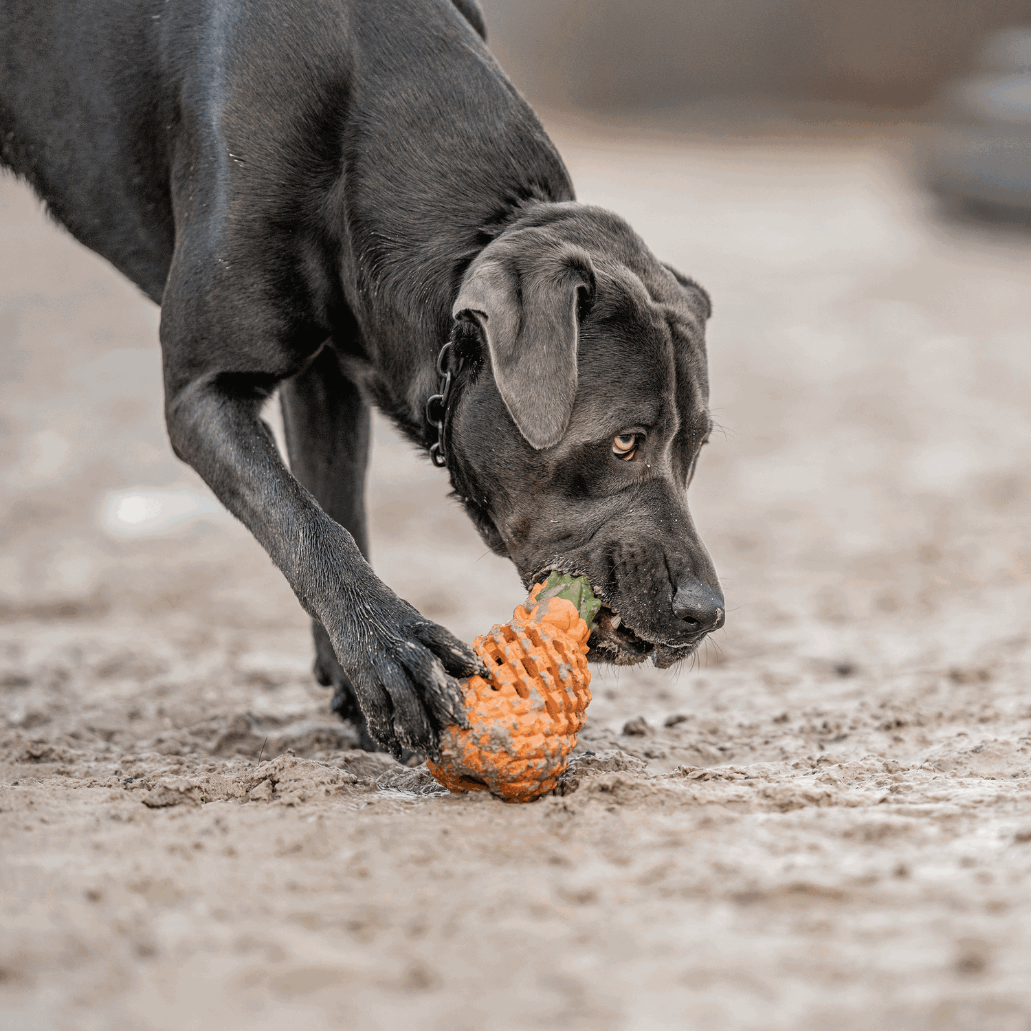 Dog toy FRUIT CHALLENGE - 