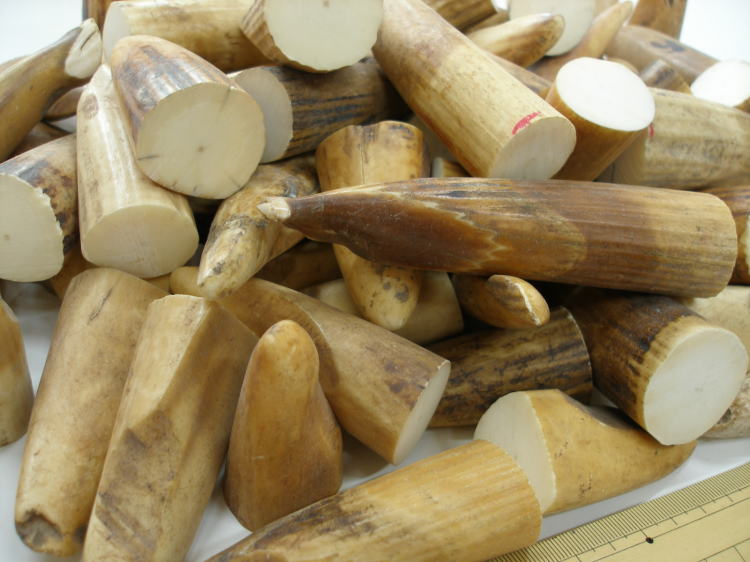 カバ歯（河馬牙・カバの牙）先端原材料