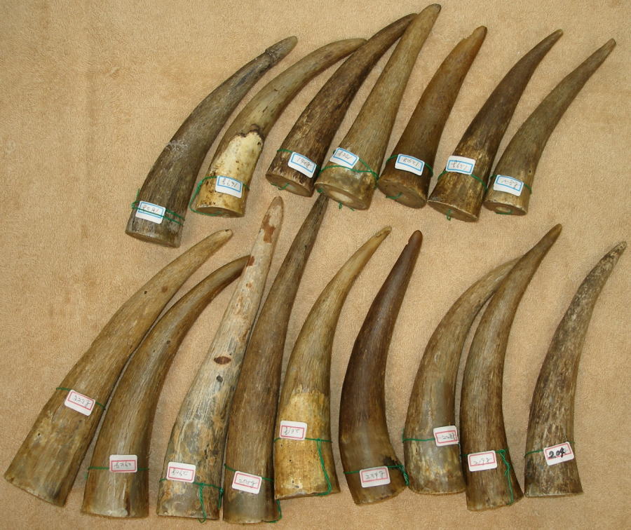 オランダ水牛角（原木・原材料の約500gと約1㎏の量り売り）