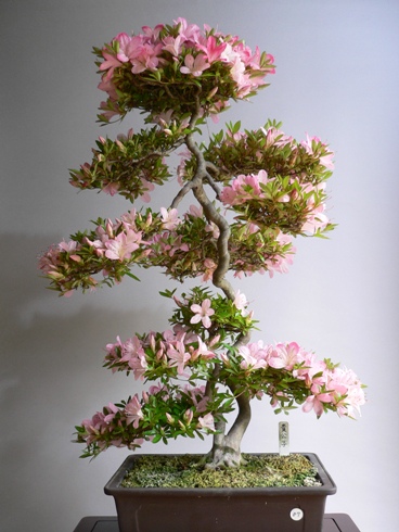 貴公子(皐月)---盆栽ガイド 『BONSAI』