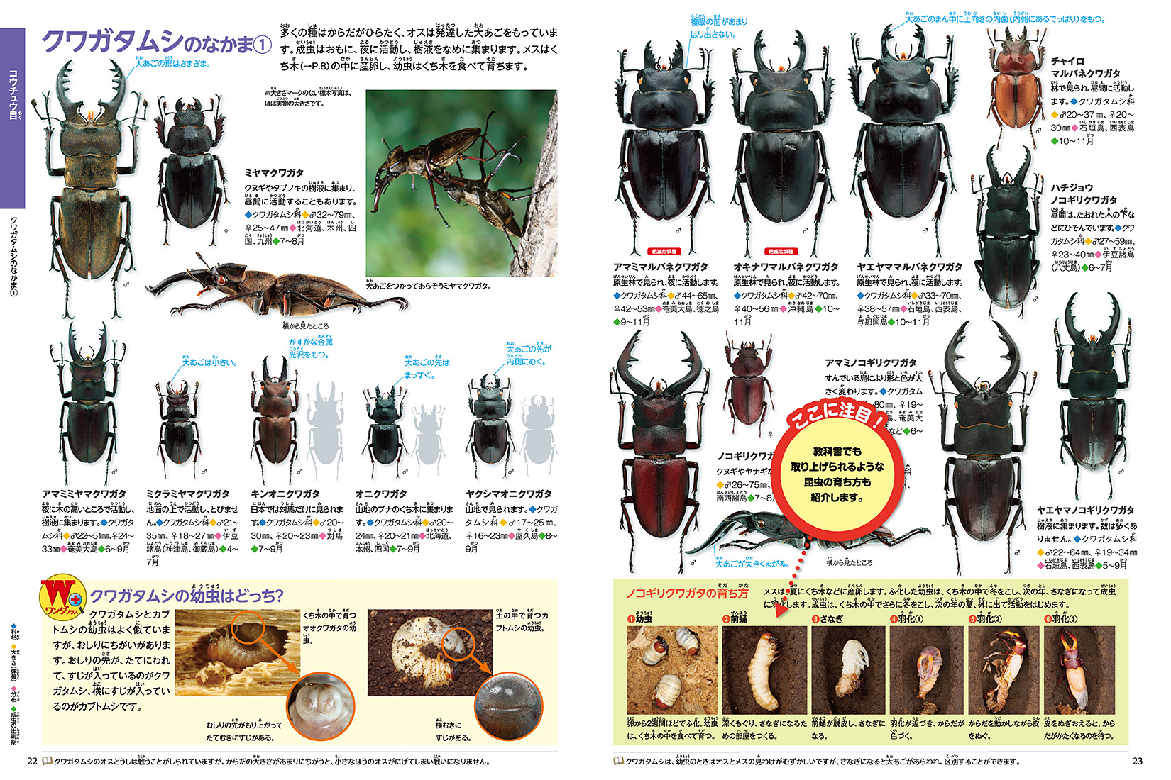 昆虫図鑑 | ポプラディア大図鑑「WONDA」