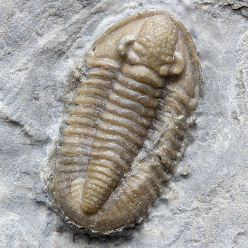 ブレヴィフィリプシアT02｜恐竜・化石グッズの専門店 ふぉっしる