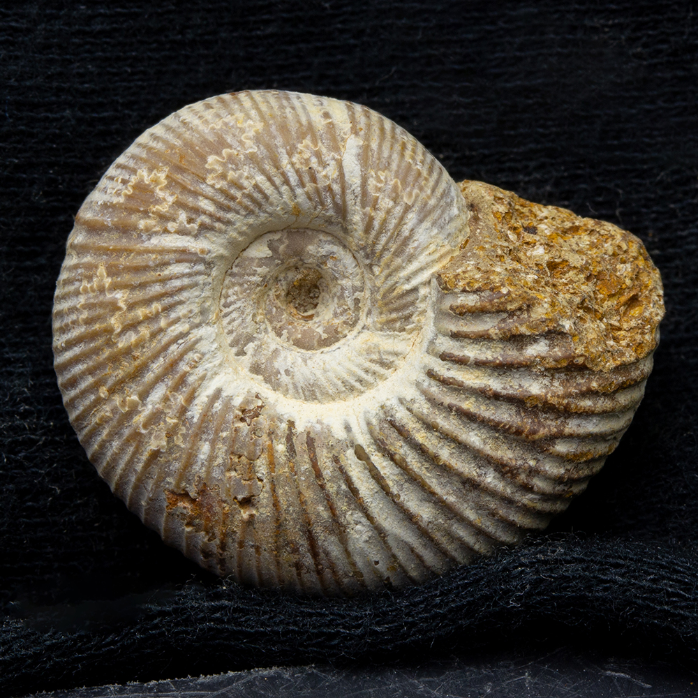 アンモナイト3個セット015｜恐竜・化石グッズの専門店 ふぉっしる