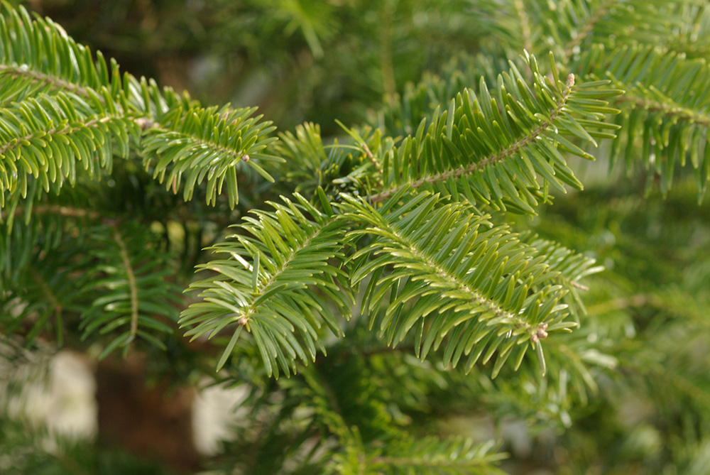 モミ｜樹木図鑑｜公益財団法人船橋市公園協会