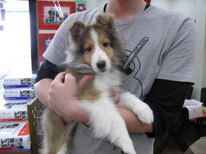 大阪・関西空港近くのシェルティブリーダー(シェットランド