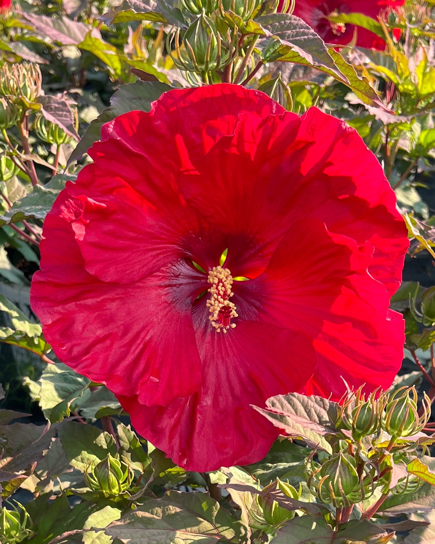 Hibiscus Summerific® 'Valentine's Crush' (Hardy Hibiscus