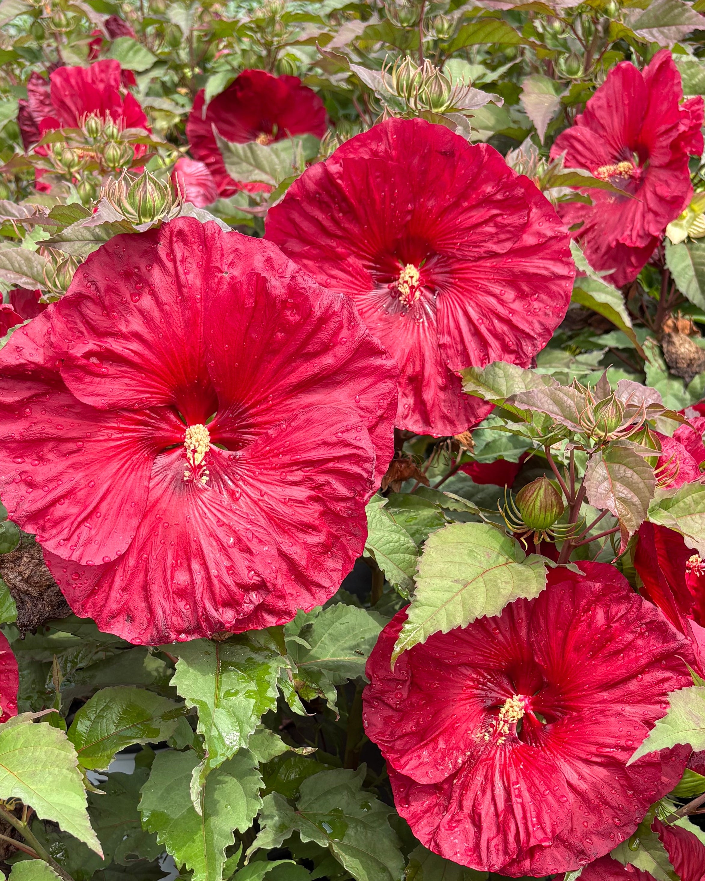 Hibiscus Summerific® 'Valentine's Crush' (Hardy Hibiscus