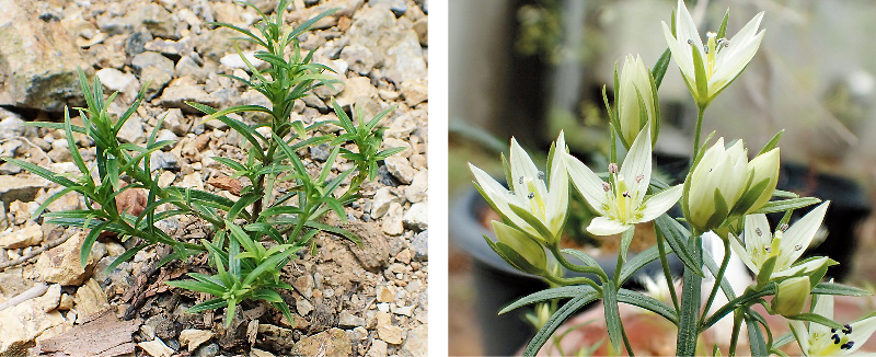 センブリ | 熊本大学薬学部薬用植物園 薬草データベース