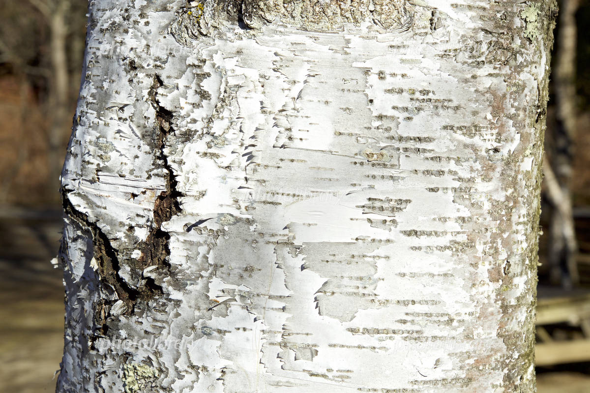 白樺の樹皮 写真素材 [4806939] - フォトライブラリー