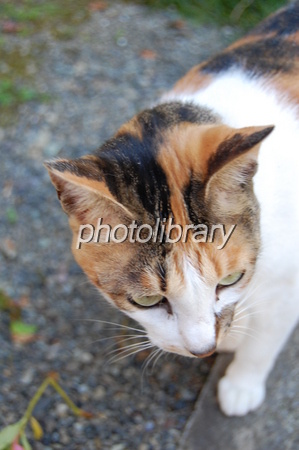 三毛猫のタマ 写真素材 [625633] - フォトライブラリー