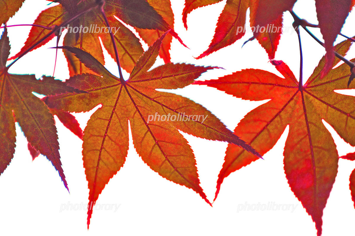 楓の葉 写真素材 [1006517] 無料 - フォトライブラリー