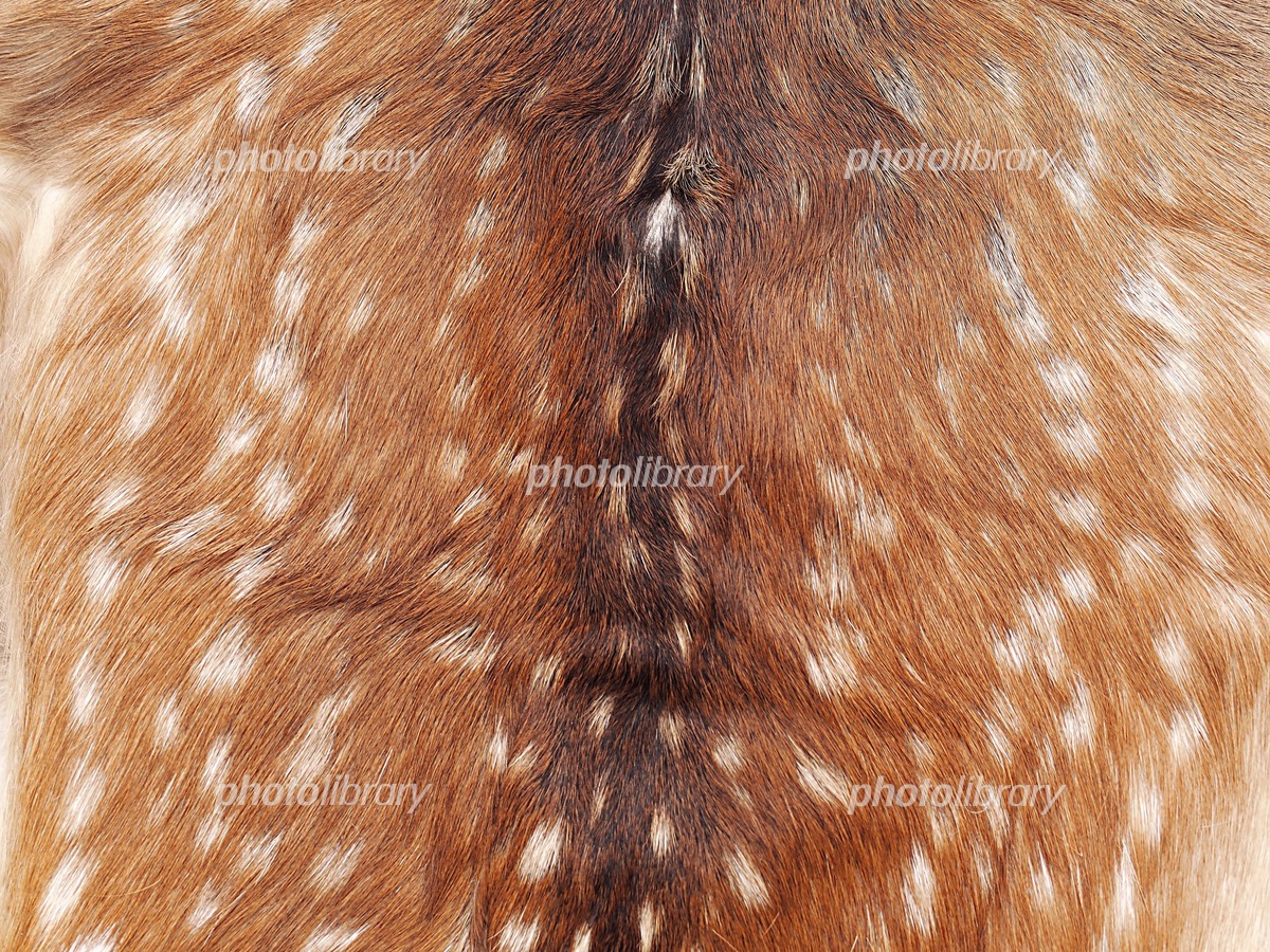 日本鹿の毛皮 写真素材 [6257358] - フォトライブラリー