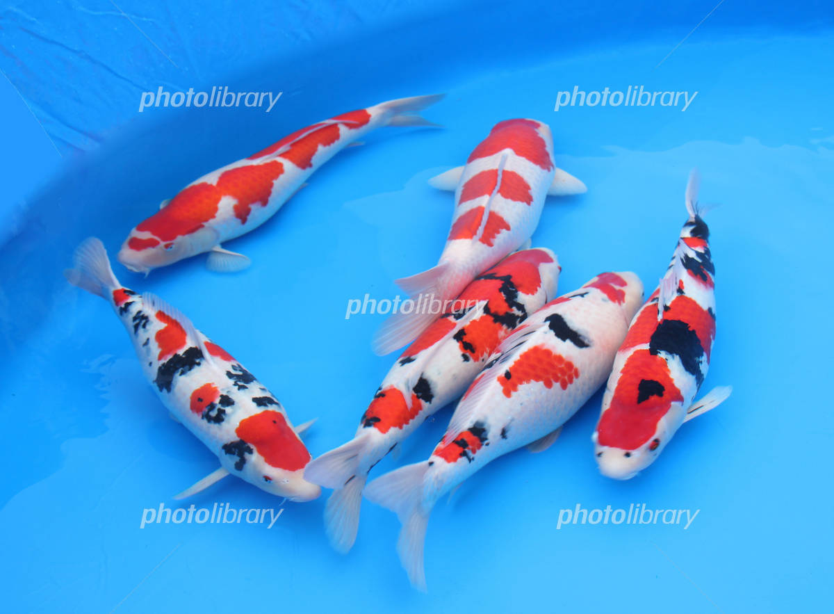 広島錦鯉品評会 出品鯉6匹 写真素材 [3217759] - フォトライブラリー