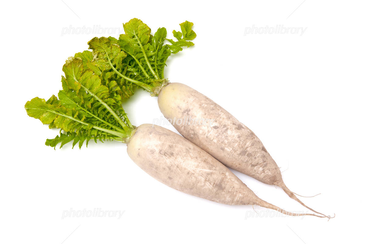 採れたて大根 写真素材 [3134435] - フォトライブラリー