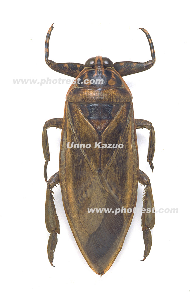 ナンベイオオタガメ 102mm(頭部〜羽先) 昆虫標本 タガメ 水生昆虫 標本