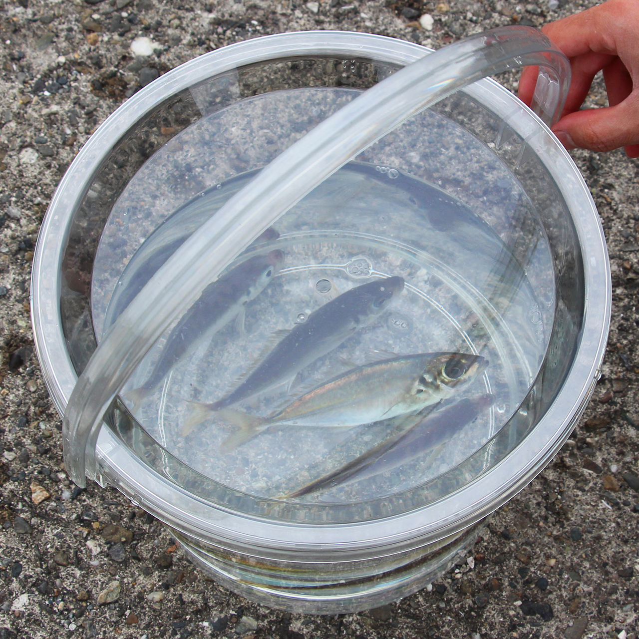 座れる超スケスケバケツ | 釣りをもっとお手軽に… -【公式】株式会社