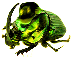 ニジダイコクカタログ