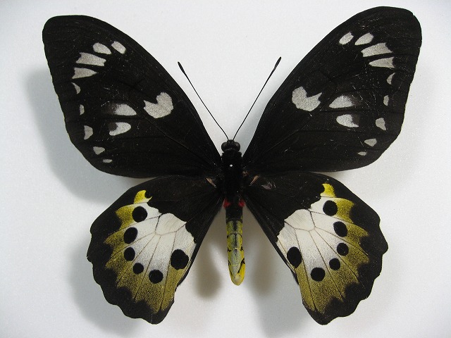 ゴクラクトリバネアゲハ Ornithoptera paradisea ～ 蝶の標本 麗蝶 ～