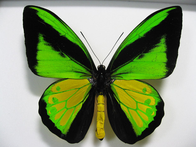 ゴライアストリバネアゲハ Ornithoptera goliath ～ 蝶の標本 麗蝶 ～