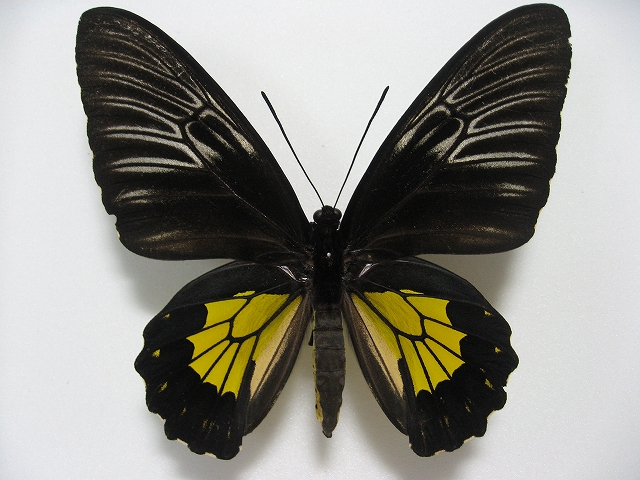 フィリピンキシタアゲハ Troides rhadamathus ～ 蝶の標本 麗蝶 ～