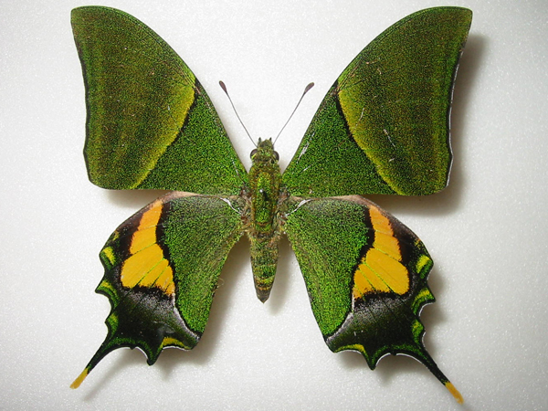 外国産蝶標本テングアゲハ♀⁄タイ.ファン産⁄89mm 外国産蝶標本