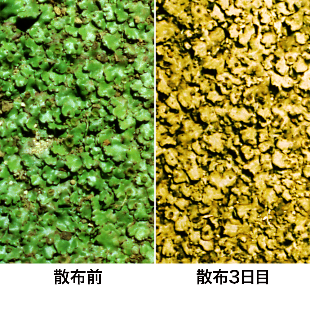 コケレス | 商品 | レインボー薬品株式会社