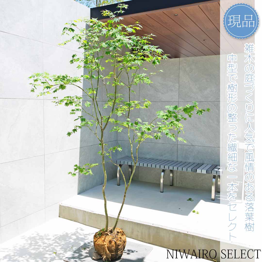 masuma 超逸品。山採りコハウチワカエデ3.5M(鉢底から) masuma 超逸品