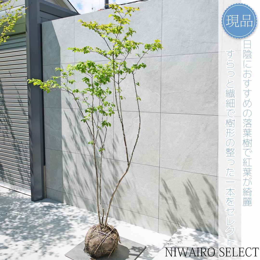 楽天市場】【現品】山採り【ナツハゼ】夏櫨 株立ち 自然風樹形 樹高H