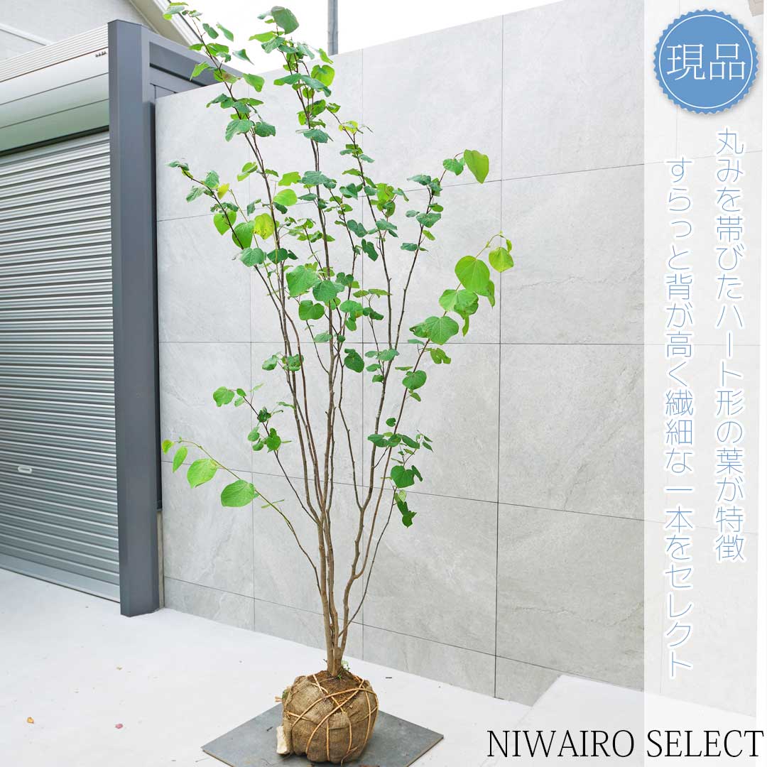 楽天市場】【現品】【マルバノキ】ベニマンサク 紅万作 株立ち 自然風