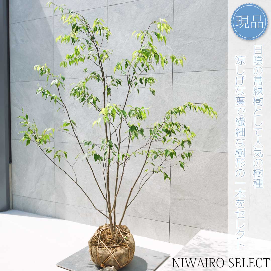 楽天市場】【現品】山採り【ハイノキ】株立ち 自然風樹形 樹高H≒155