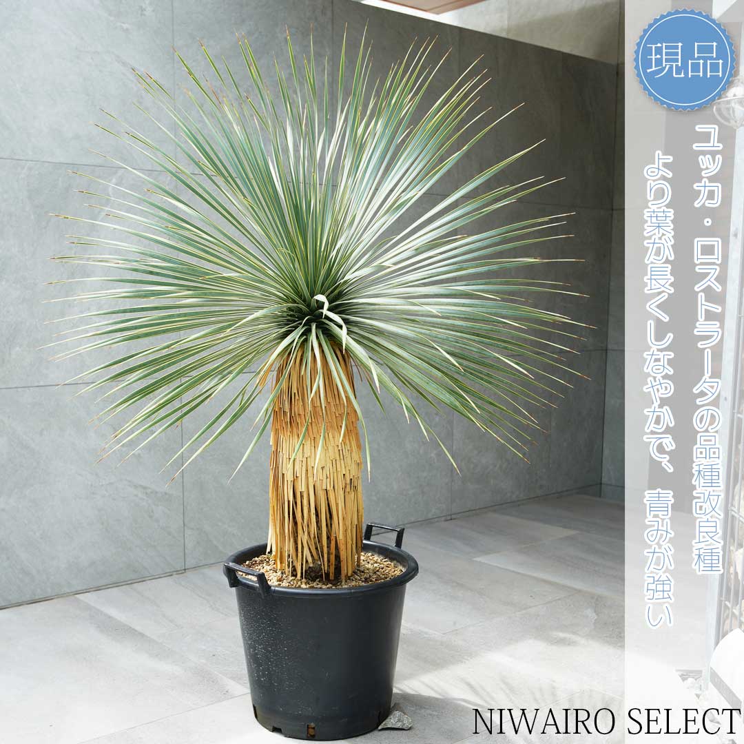 楽天市場】【現品】【 ロストラータ ブルーサンダー】ユッカ 自然風樹