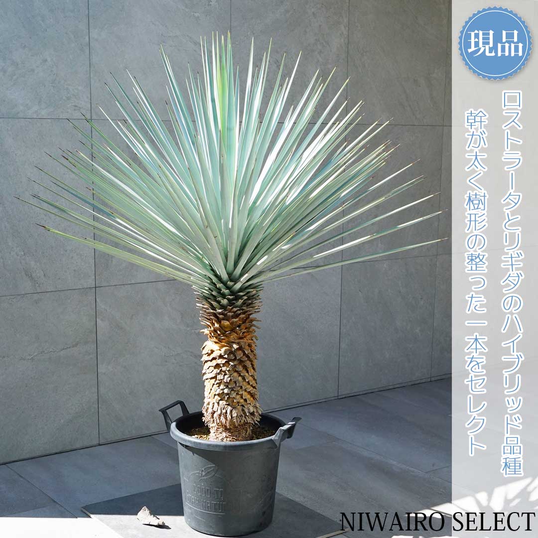 楽天市場】【現品】【マルデヌベス リギダver】ユッカ ハイブリッド