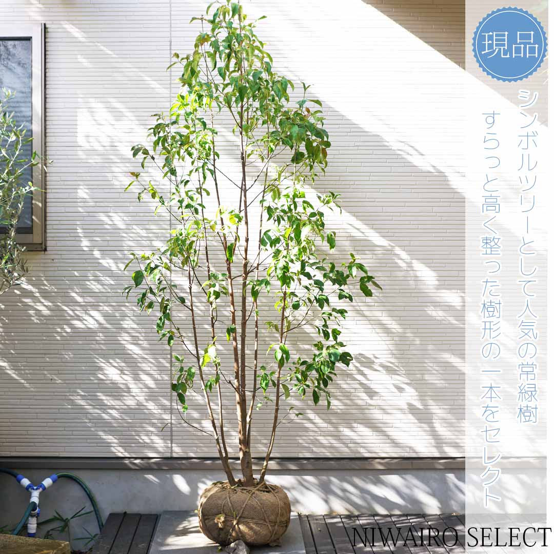 楽天市場】【現品】【常緑ヤマボウシ】山法師 株立ち 自然風樹形 樹高H