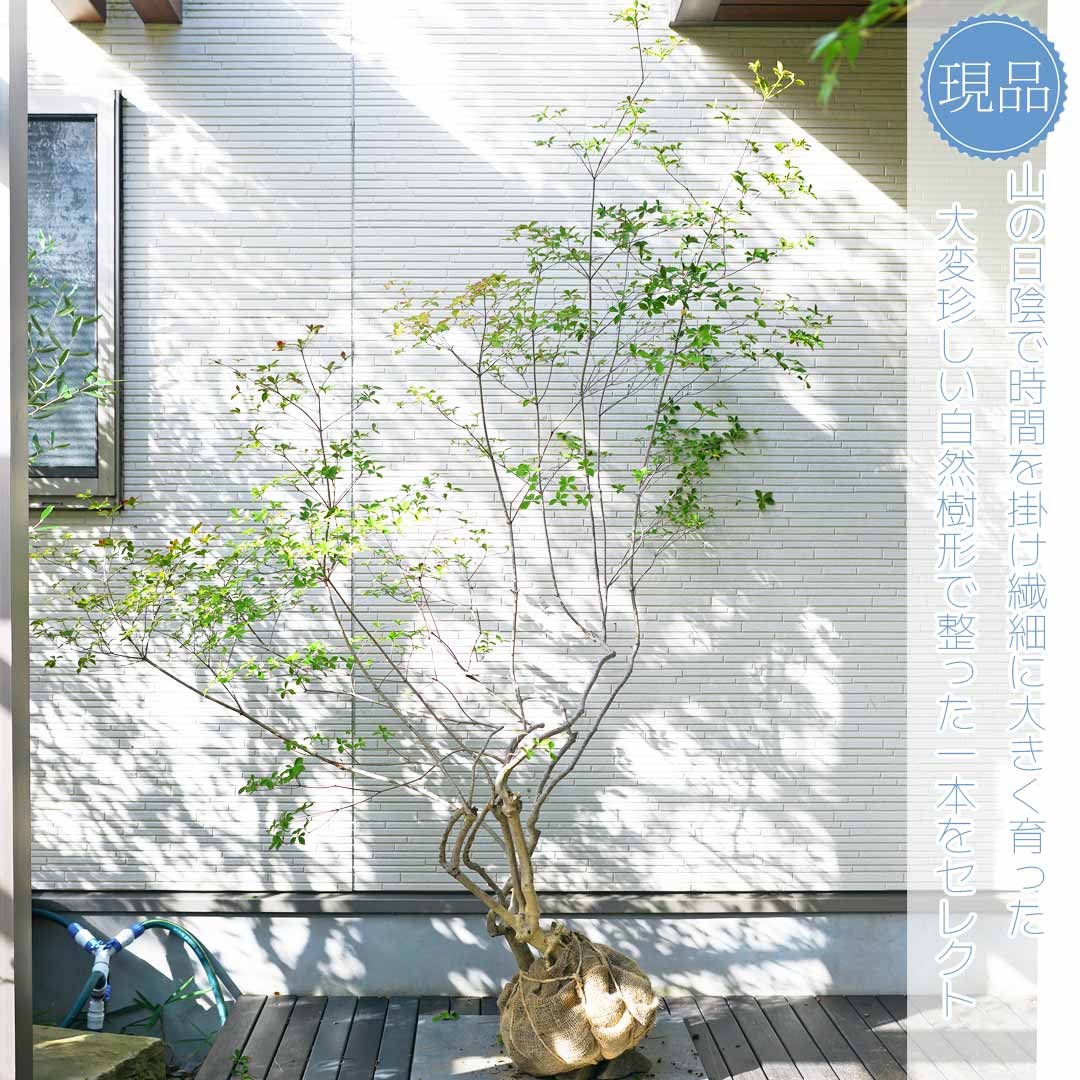 900 山採り ミツバツツジ 900 山採り ミツバツツジ