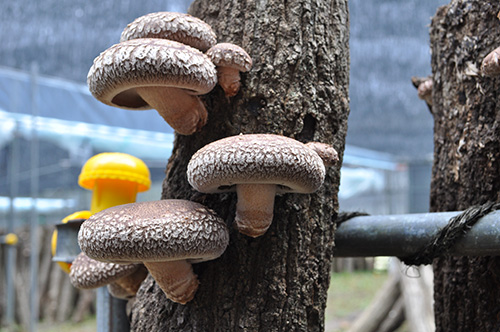 きのこ栽培塾 ⁄ 本格的に原木栽培 ⁄ シイタケ原木栽培