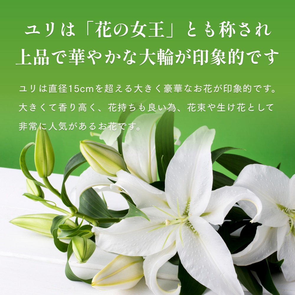 楽天市場】ゆり切り花 5本セット 色が選べる 大輪系 国産ユリ 白ユリ