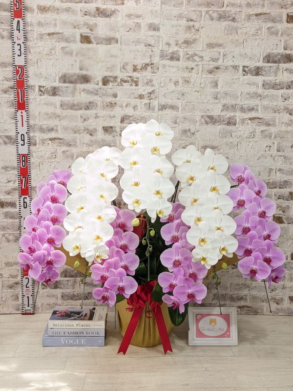 超大型送料5,800円】新商品！【紅白胡蝶蘭 (こうはくこちょうらん) 7