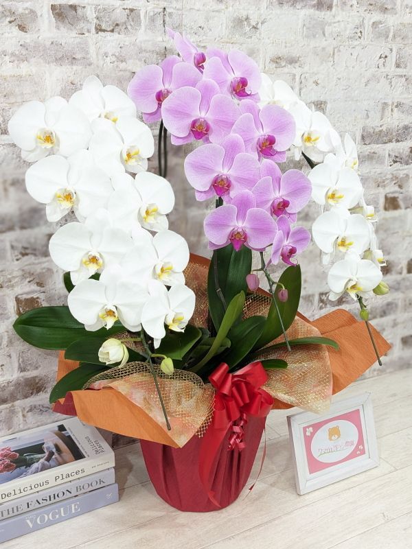 新商品！【紅白胡蝶蘭 (こうはくこちょうらん) 3本立て】＊白・ピンク