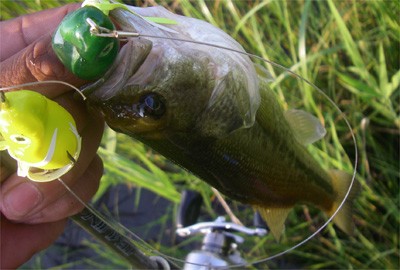 エバーグリーン テムジンクロスファイアTXFC-68MH The“Stallion” | UNITORO