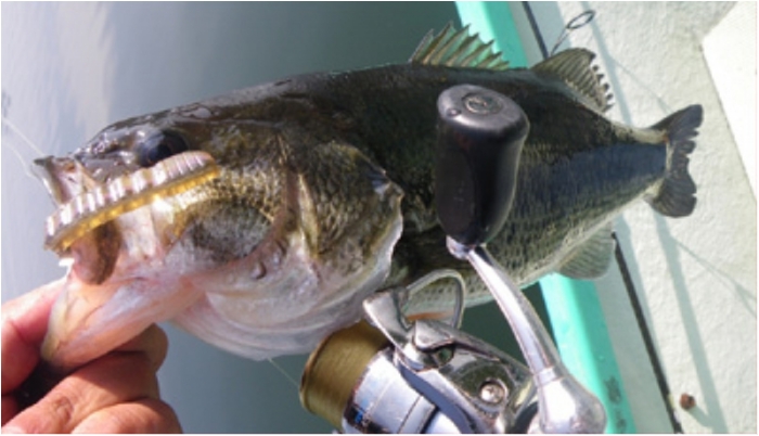 神ワームTIFAボディーワーム大量ゲット！ | オレの買い