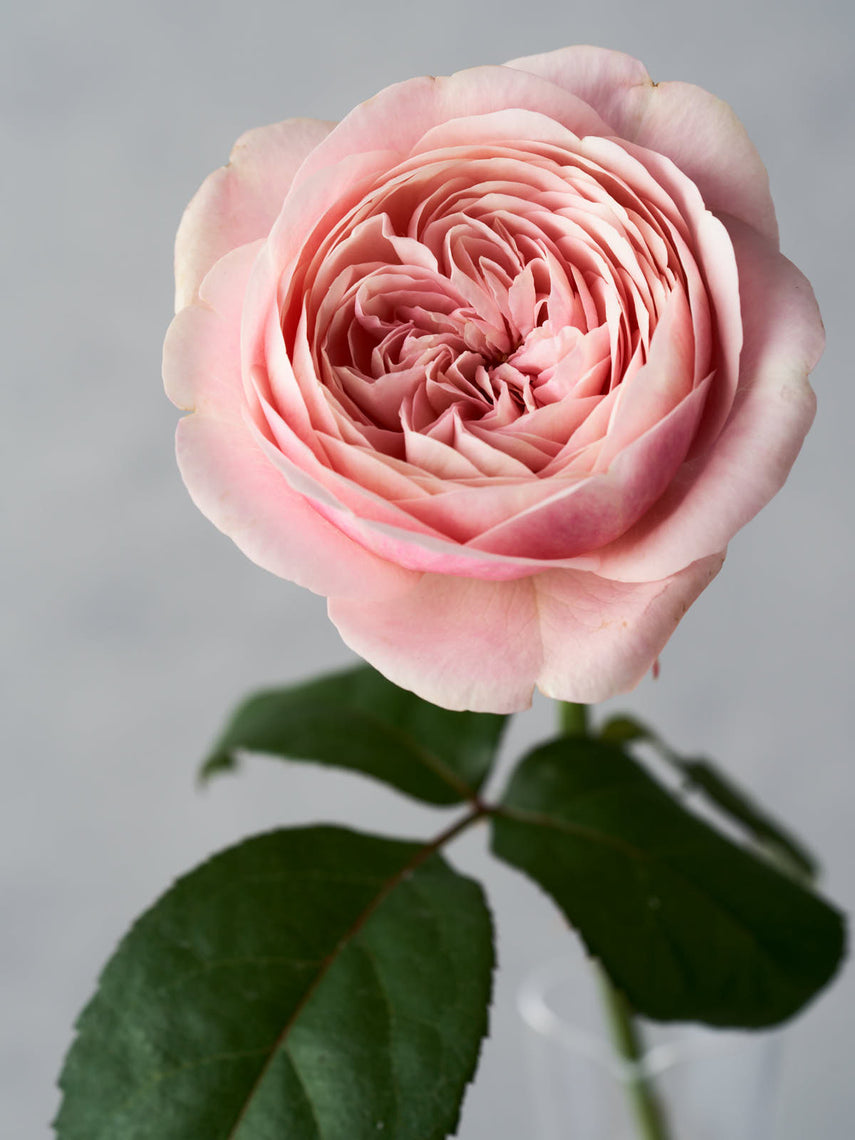 全ての商品 – WABARA online store