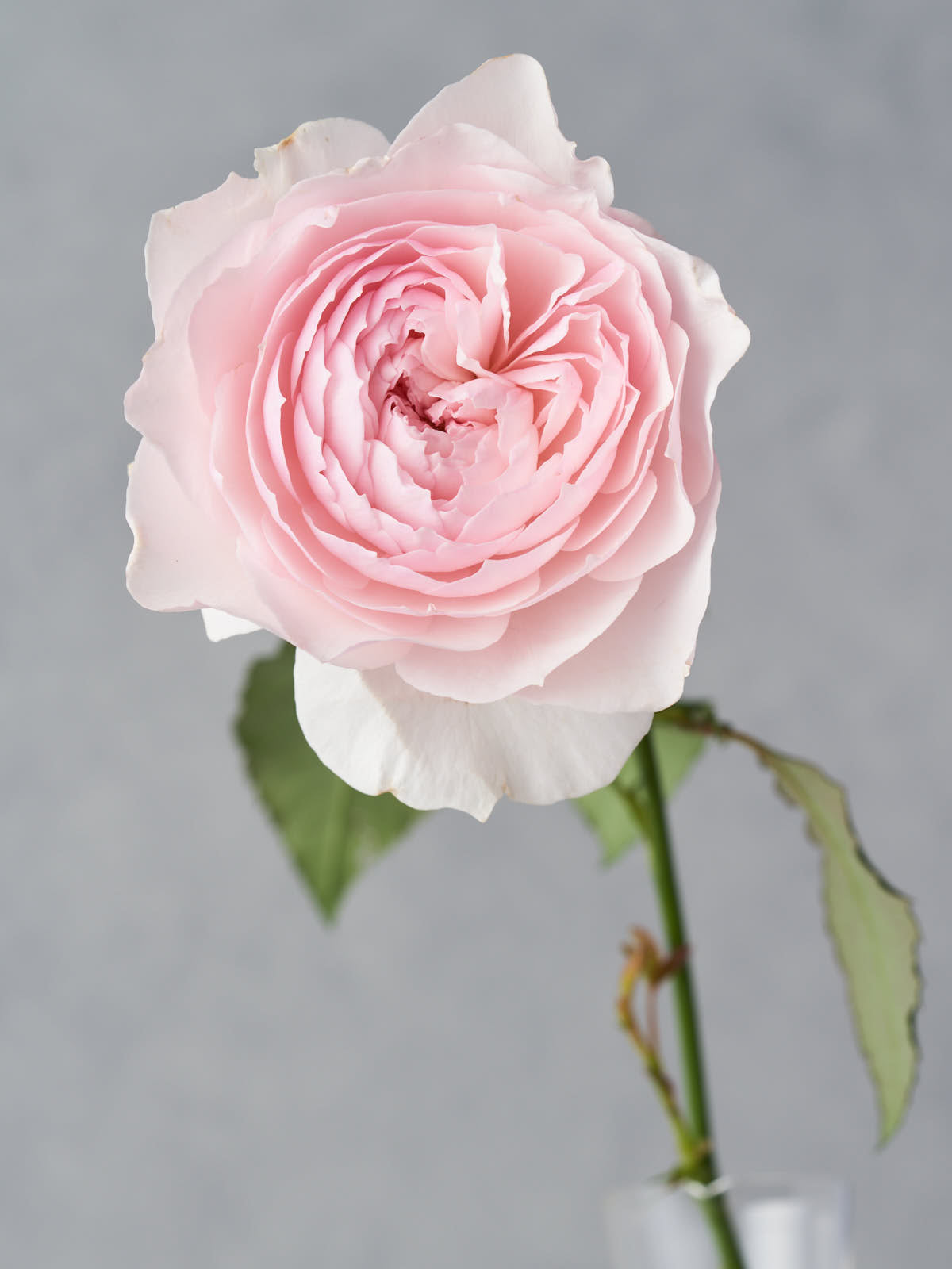 1507_4472x.jpg?v=1622269211