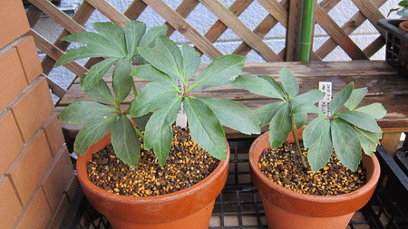 私の絹 私の育て方