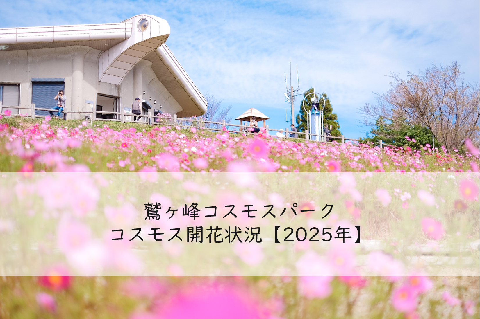 鷲ヶ峰コスモスパーク開花状況【2025年最新版】｜特集｜和歌山県公式