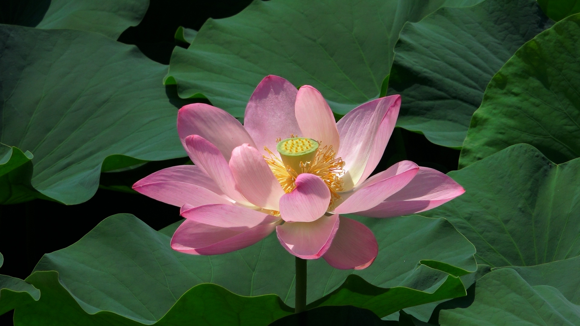 釈迦の蓮 ネパールで紀元前のハスの種を発掘せよ – テレビ番組 | WAC