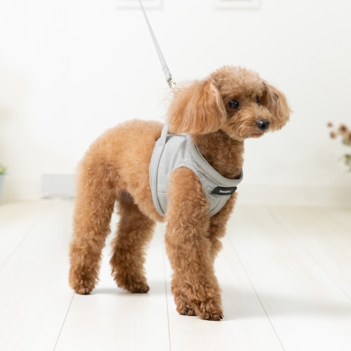 BODY HARNESS（ボディーハーネス）／ソフト：Toto & Pal