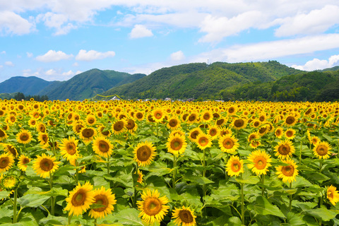 2025 ひまわり情報｜お知らせ｜佐用町 公式ホームページ｜絆できらめく