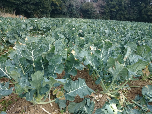 花蕾が濃緑で高品質！『TS-B375』ブロッコリー！｜トヨタネブログ