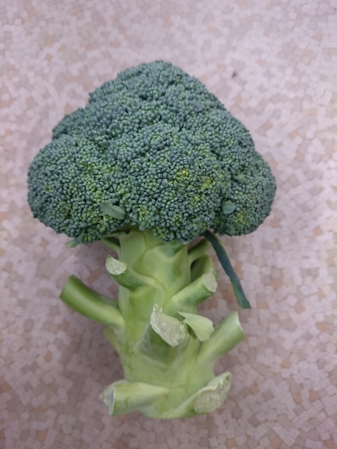 花蕾が濃緑で高品質！『TS-B375』ブロッコリー！｜トヨタネブログ
